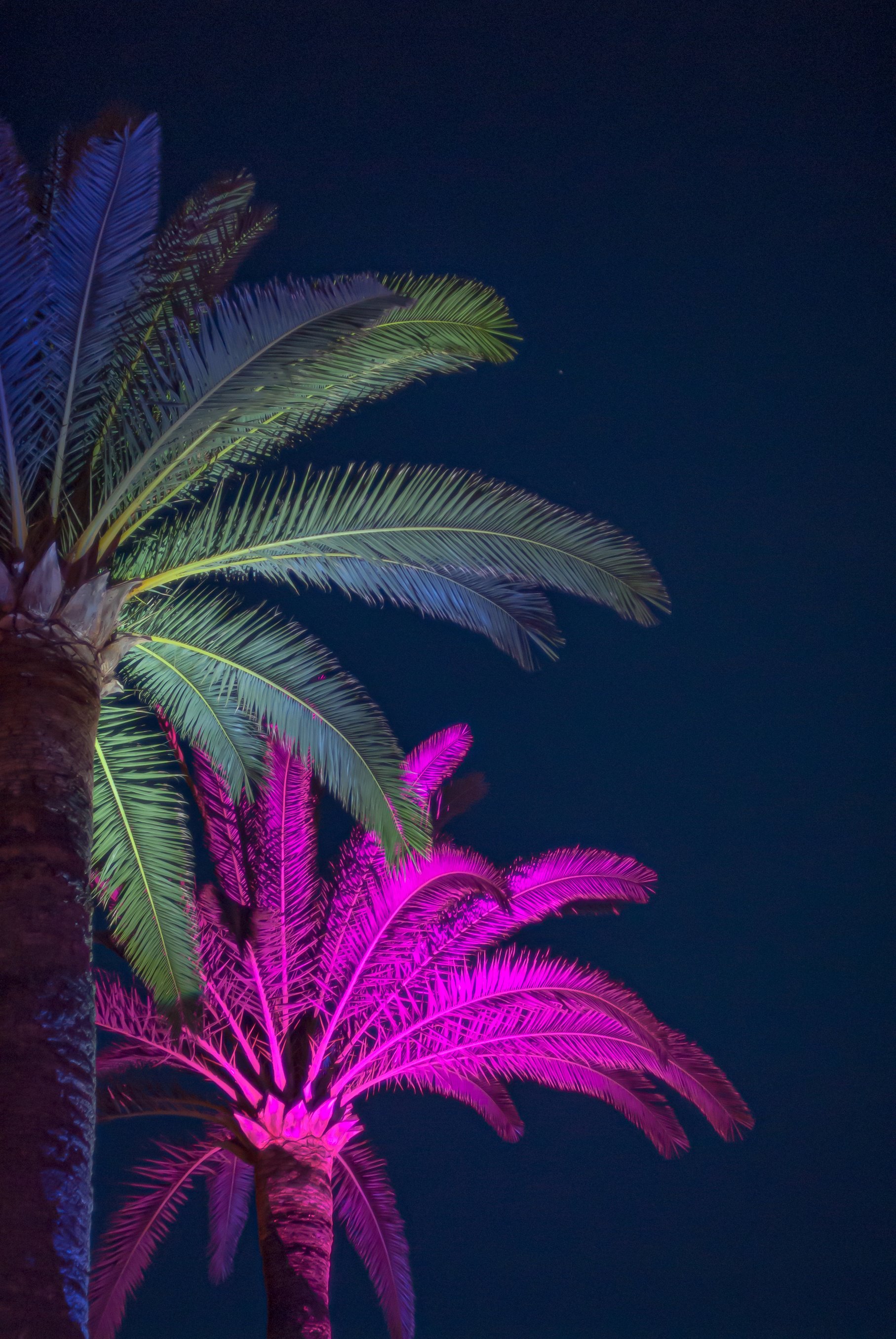 Palms lit by neon lights at night.